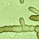 Image for article titled Which "gut type" do you have, and what does it say about you?